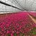 矮牵牛，牵牛花，基地直销大量有货