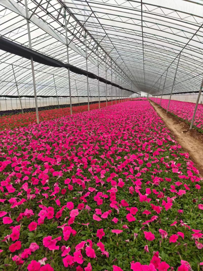 矮牵牛，牵牛花，基地直销大量有货