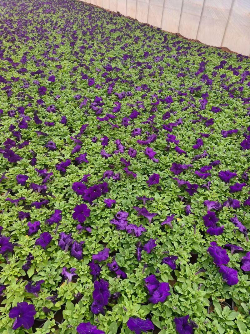 矮牵牛，牵牛花，基地直销大量有货