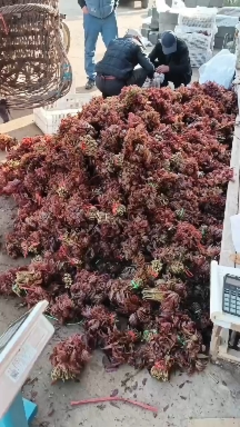 头茬露天红香椿芽当季新鲜红油香椿产地直批