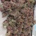 头茬露天红香椿芽当季新鲜红油香椿产地直批