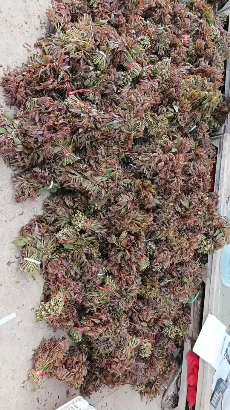 头茬露天红香椿芽当季新鲜红油香椿产地直批