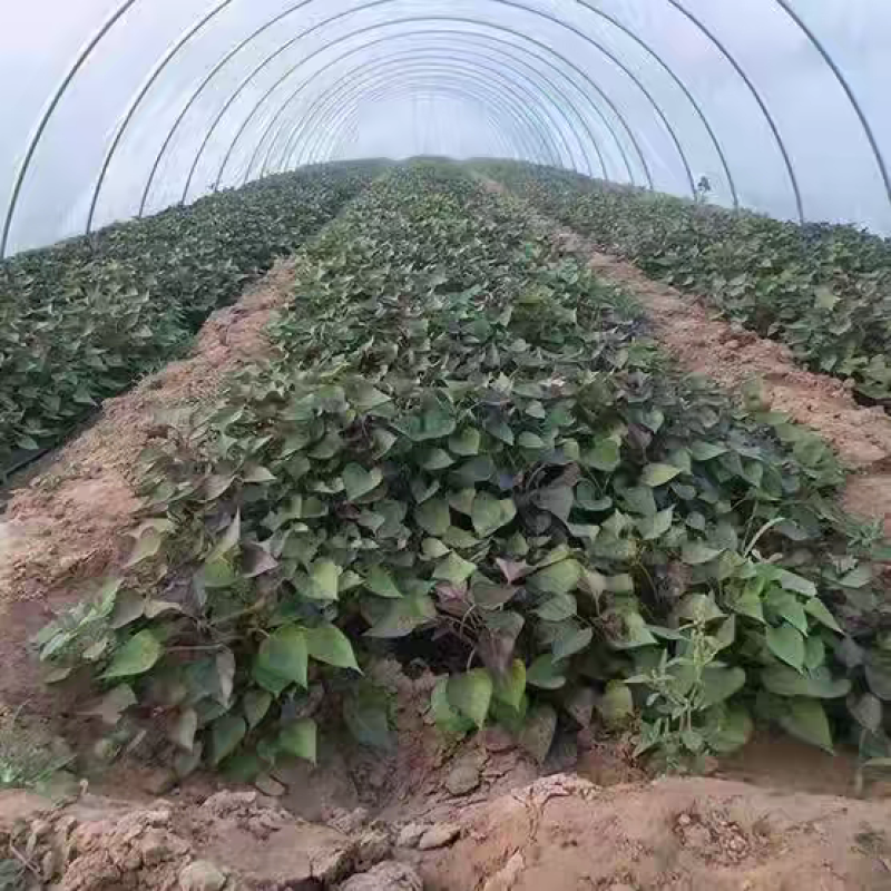红薯苗大量供应15~25cm规格齐全产地直销提供技术指导