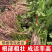 红薯苗大量供应15~25cm规格齐全产地直销提供技术指导