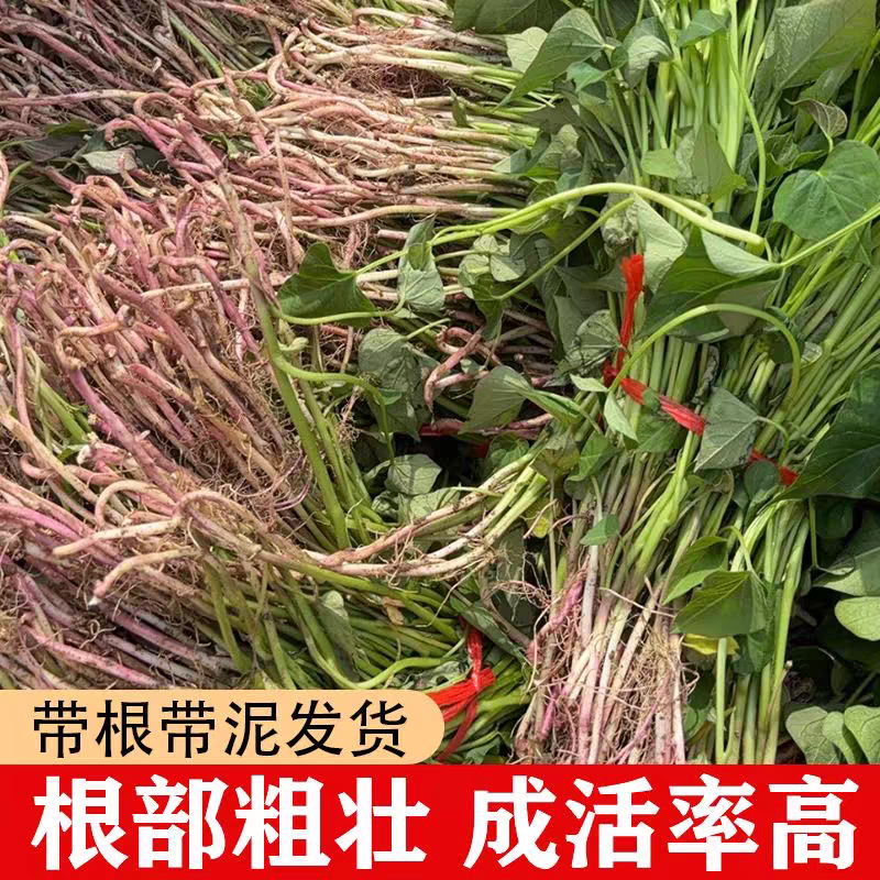 红薯苗大量供应15~25cm规格齐全产地直销提供技术指导