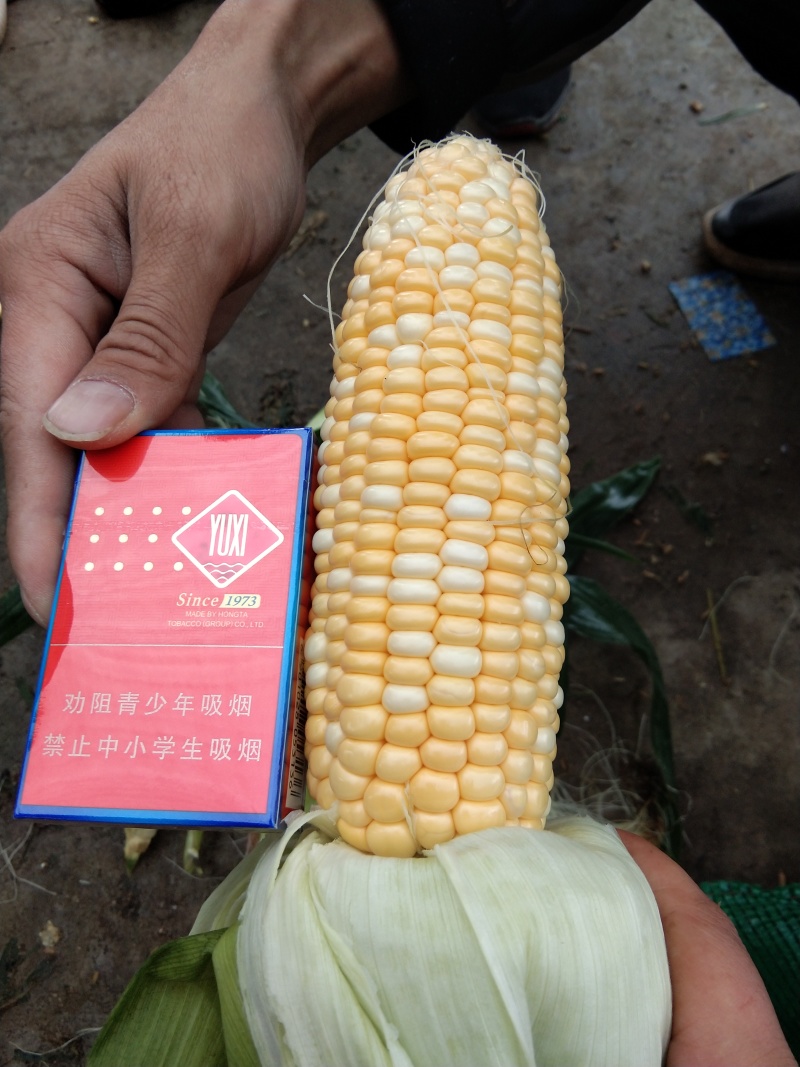 双色水果玉米一件代发，按需分拣，专业保鲜包装