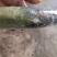 双色水果玉米一件代发，按需分拣，专业保鲜包装