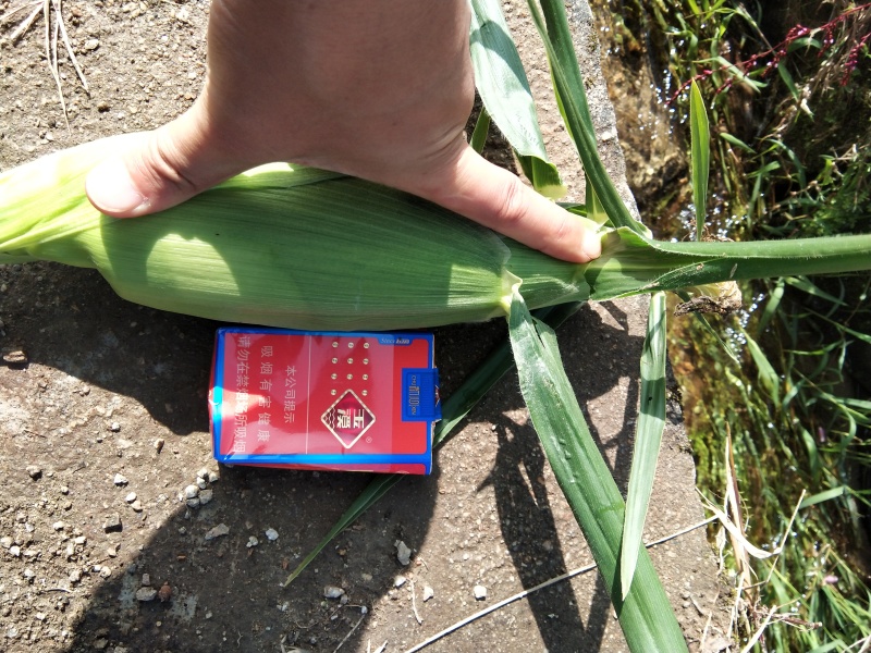 双色水果玉米一件代发，按需分拣，专业保鲜包装
