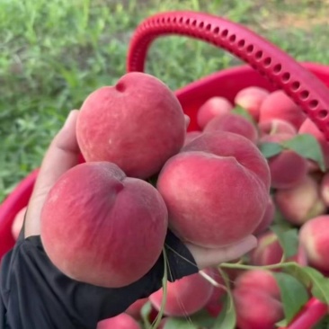 湖北毛桃突围桃霸王脆桃大量上市日供二十万斤