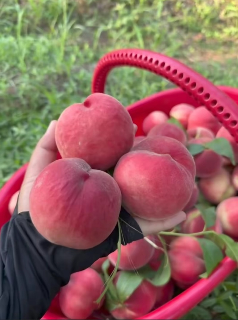 湖北毛桃突围桃霸王脆桃大量上市日供二十万斤