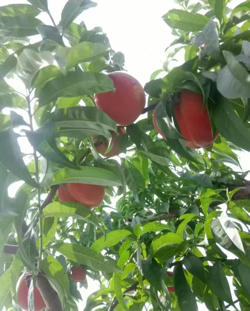 湖北毛桃突围桃霸王脆桃大量上市日供二十万斤