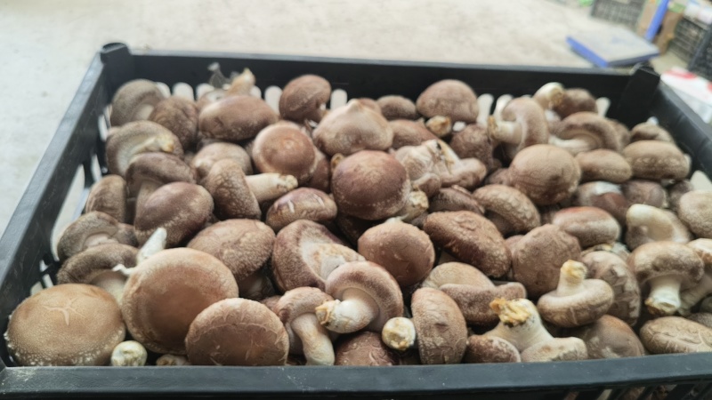 光面菇