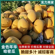 【热卖】精品金色年华哈密瓜货源充足质量保证产地供应