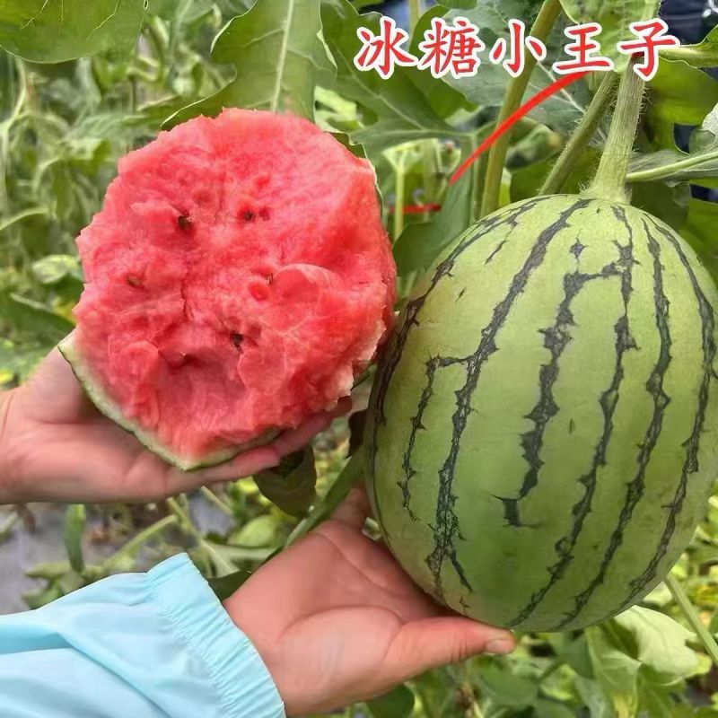小糖丸冰糖子小吊瓜全美2k西瓜保熟保甜2k西瓜吊瓜地爬瓜
