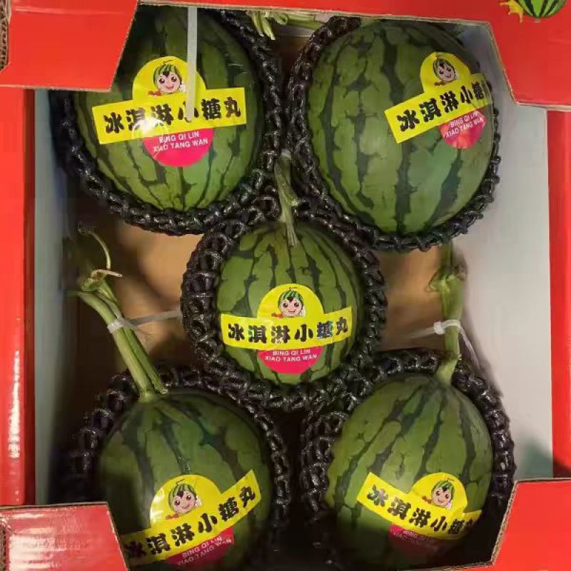 小糖丸冰糖子小吊瓜全美2k西瓜保熟保甜2k西瓜吊瓜地爬瓜