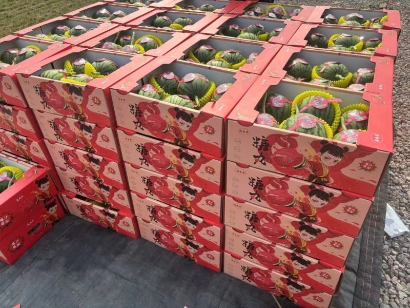 小糖丸冰糖子小吊瓜全美2k西瓜保熟保甜2k西瓜吊瓜地爬瓜