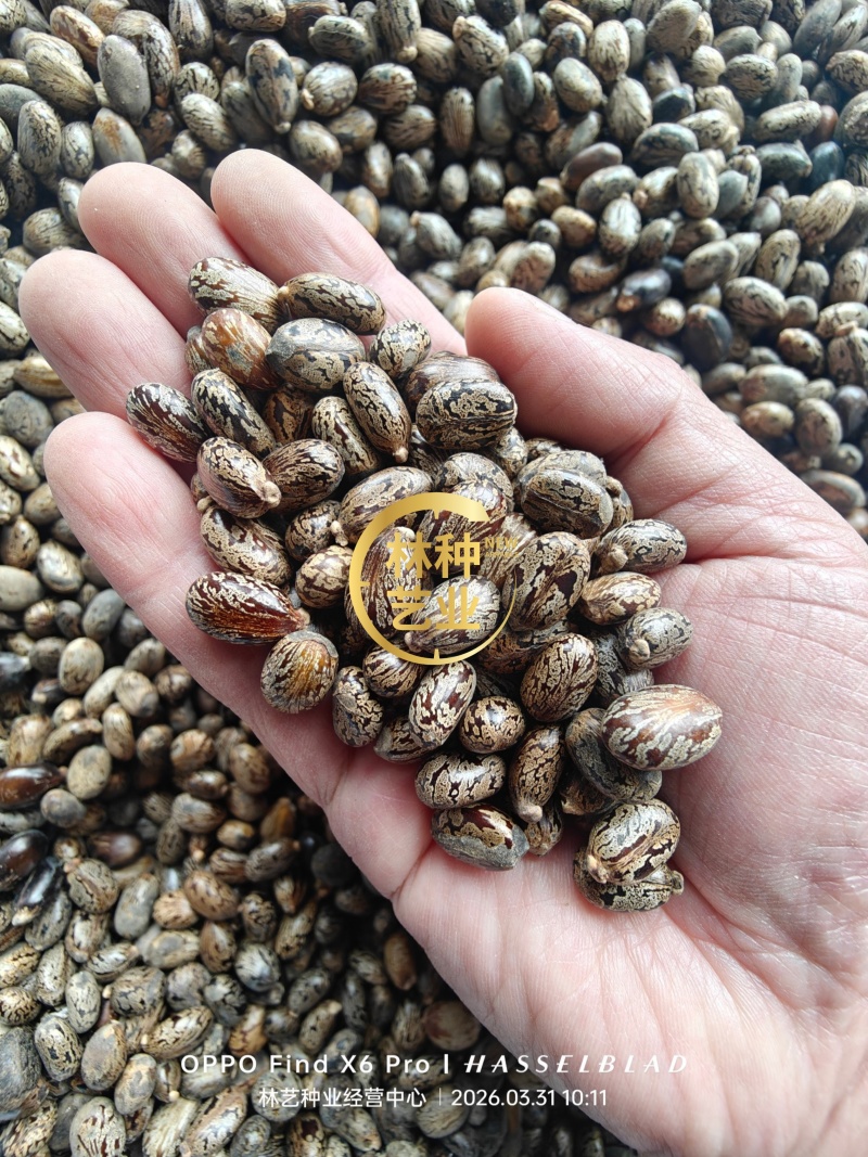 蓖麻种子四季易种易活药用价值可观产量高
