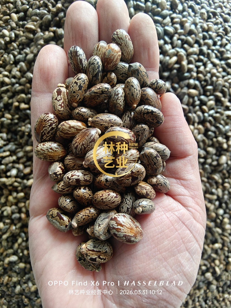 蓖麻种子四季易种易活药用价值可观产量高