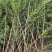 瓜子黄杨苗70-100公分
