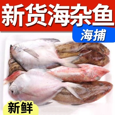 海杂鱼海鲜批发杂鱼锅贴海鲜海鱼随机搭配不固定新鲜海鱼