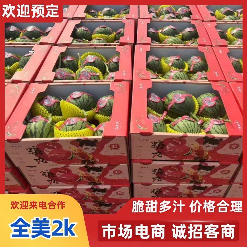 小糖丸冰糖子小吊瓜全美2k西瓜保熟保甜2k西瓜吊瓜地爬瓜