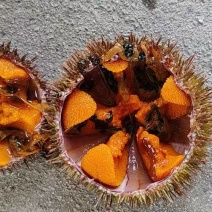夏夷马粪海胆