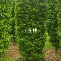卫矛柱高3米