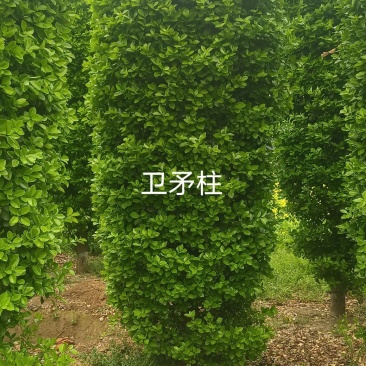 卫矛柱高3米