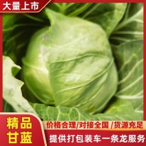 包菜甘蓝，徐州蔬菜基地直发，现货供应，精品有质保