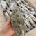 兰花蟹公母都有货母的带膏公的满肉规格齐全海螃蟹梭子蟹海洋