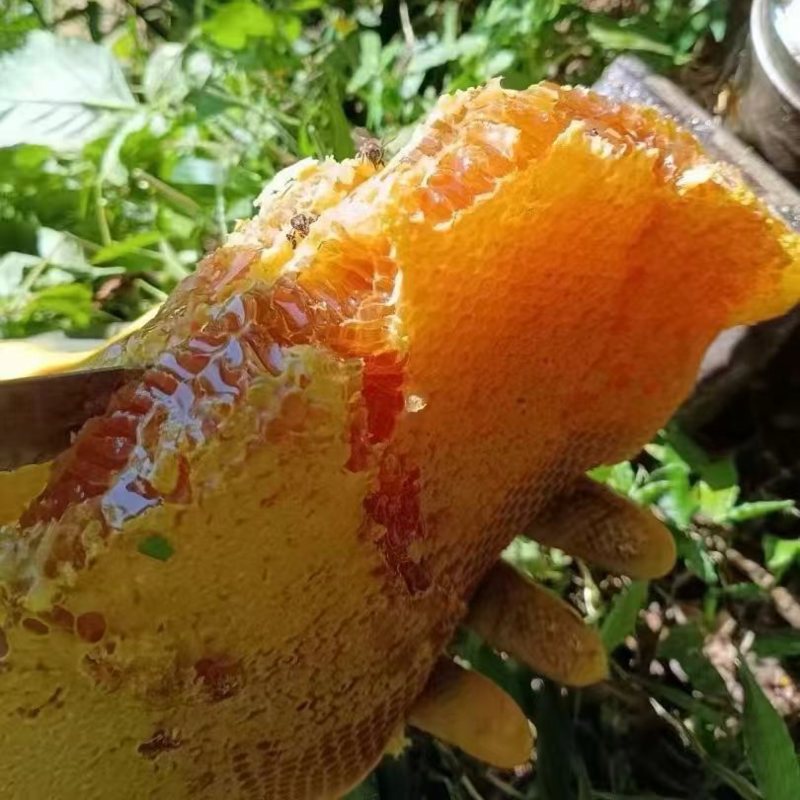 云南纯野生蜂蜜货源充足对接全国量大从优欢迎采购正在热卖