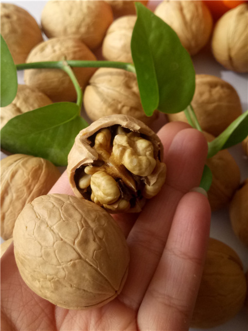 新货薄皮核桃纸皮核桃厂家直销对接电商商超展会代发