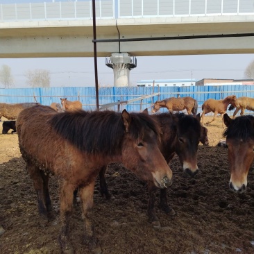 出售肉马。500斤以上