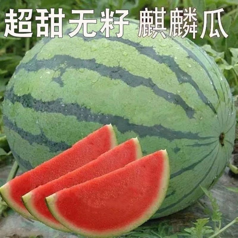 云南麒麟西瓜大量现货供应【电商一件代发】质量保证