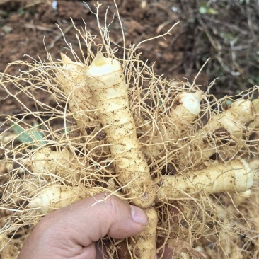 优质玉竹玉竹正宗湘玉竹自有大型基地现挖现发