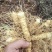 优质玉竹玉竹正宗湘玉竹自有大型基地现挖现发