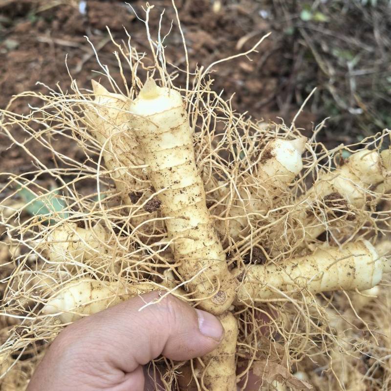 优质玉竹玉竹正宗湘玉竹自有大型基地现挖现发