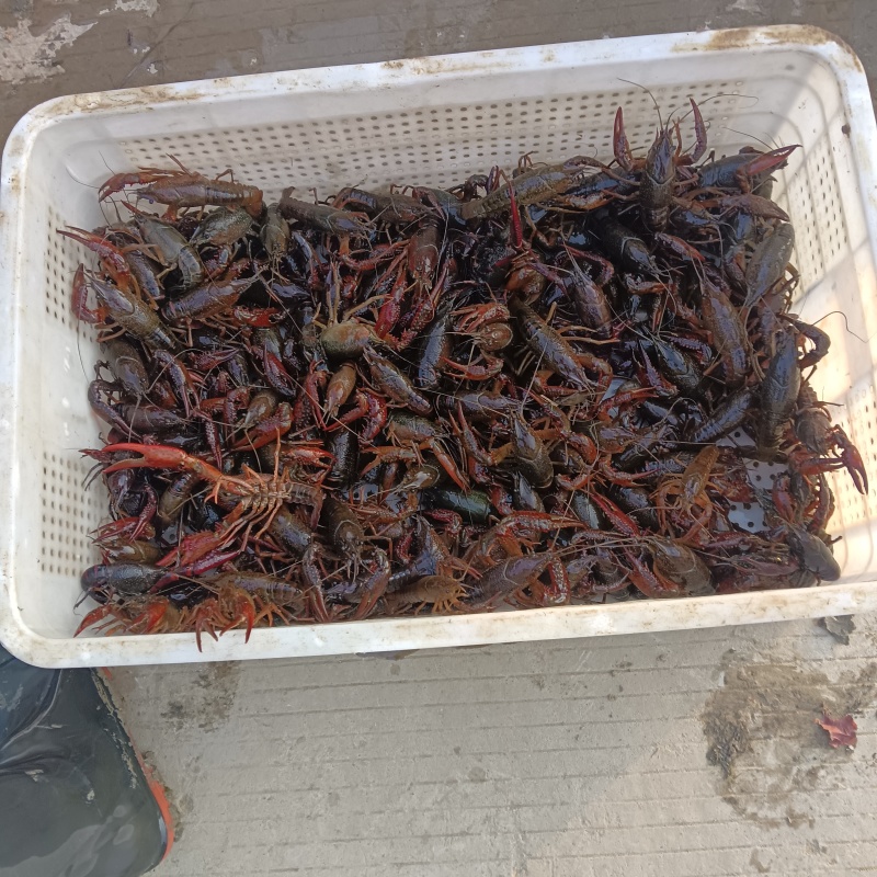精品小龙虾四川基地直供质量保证货源充足全国发货