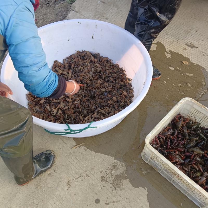 精品小龙虾四川基地直供质量保证货源充足全国发货