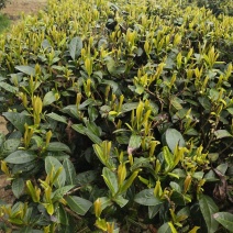 传说中的火焰茶
