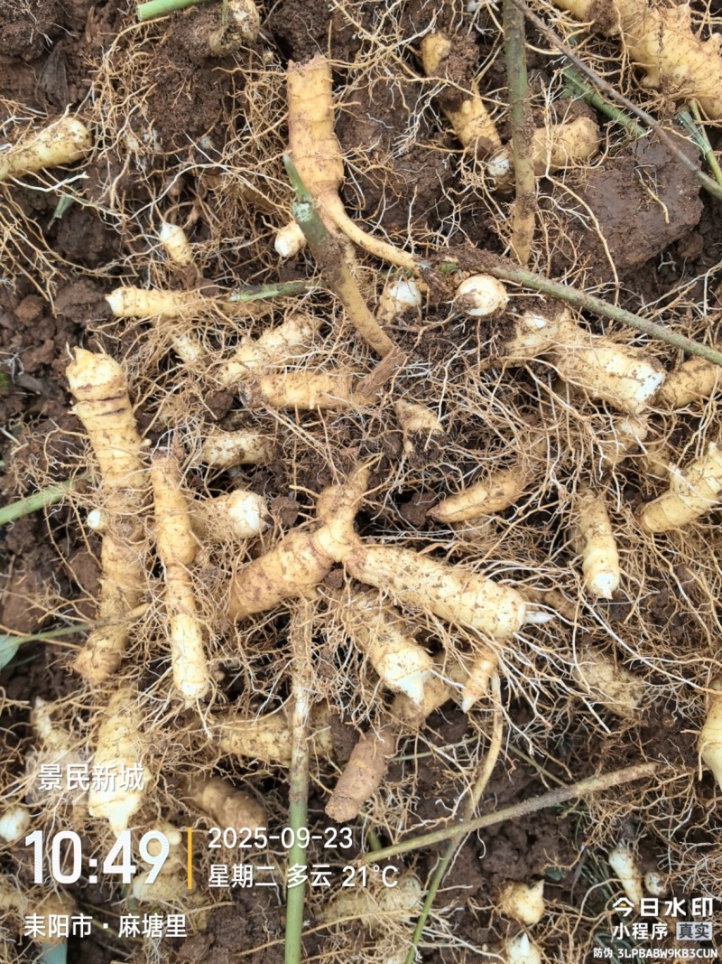 优质玉竹玉竹正宗湘玉竹自有大型基地现挖现发
