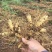 优质玉竹玉竹正宗湘玉竹自有大型基地现挖现发