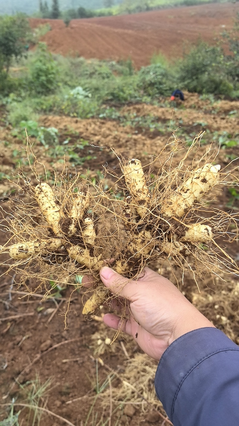 优质玉竹玉竹正宗湘玉竹自有大型基地现挖现发