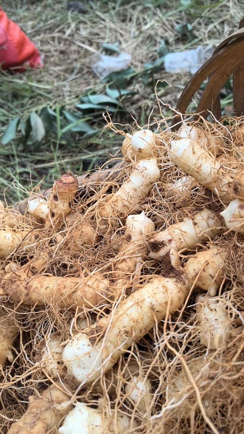 优质玉竹玉竹正宗湘玉竹自有大型基地现挖现发