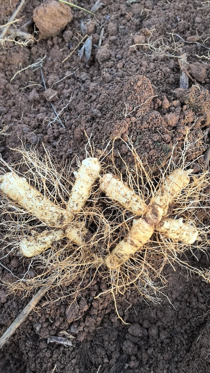 优质玉竹玉竹正宗湘玉竹自有大型基地现挖现发