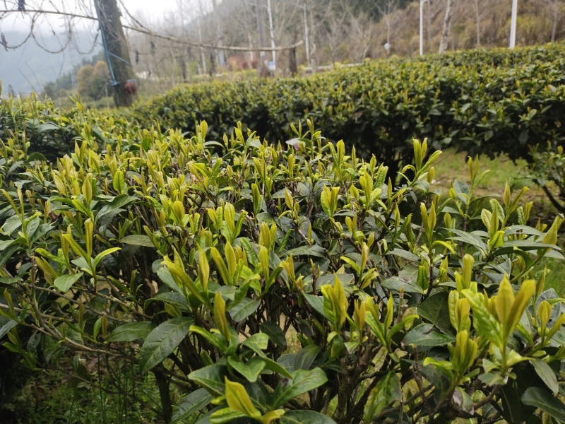 传说中的火焰茶
