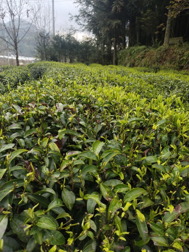 传说中的火焰茶