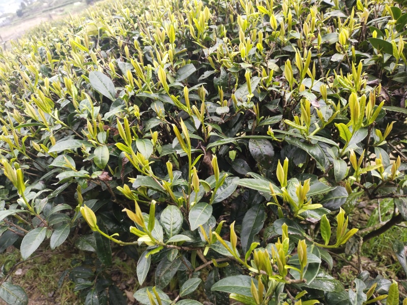 传说中的火焰茶