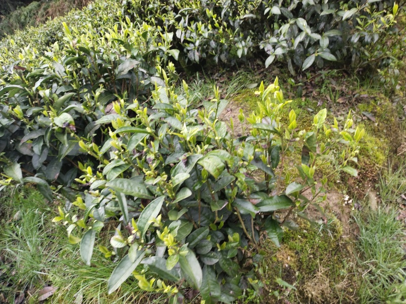 传说中的火焰茶