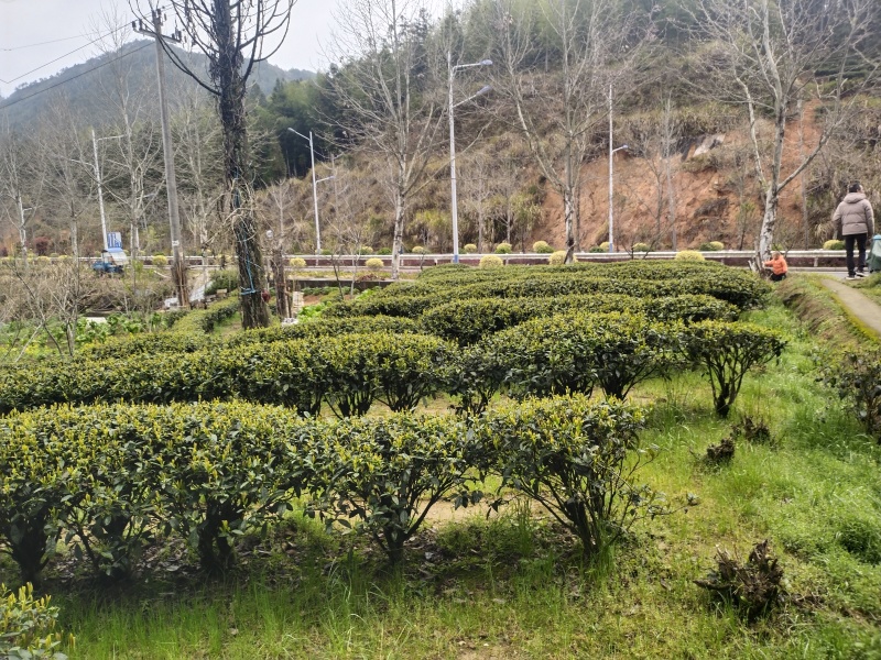 传说中的火焰茶